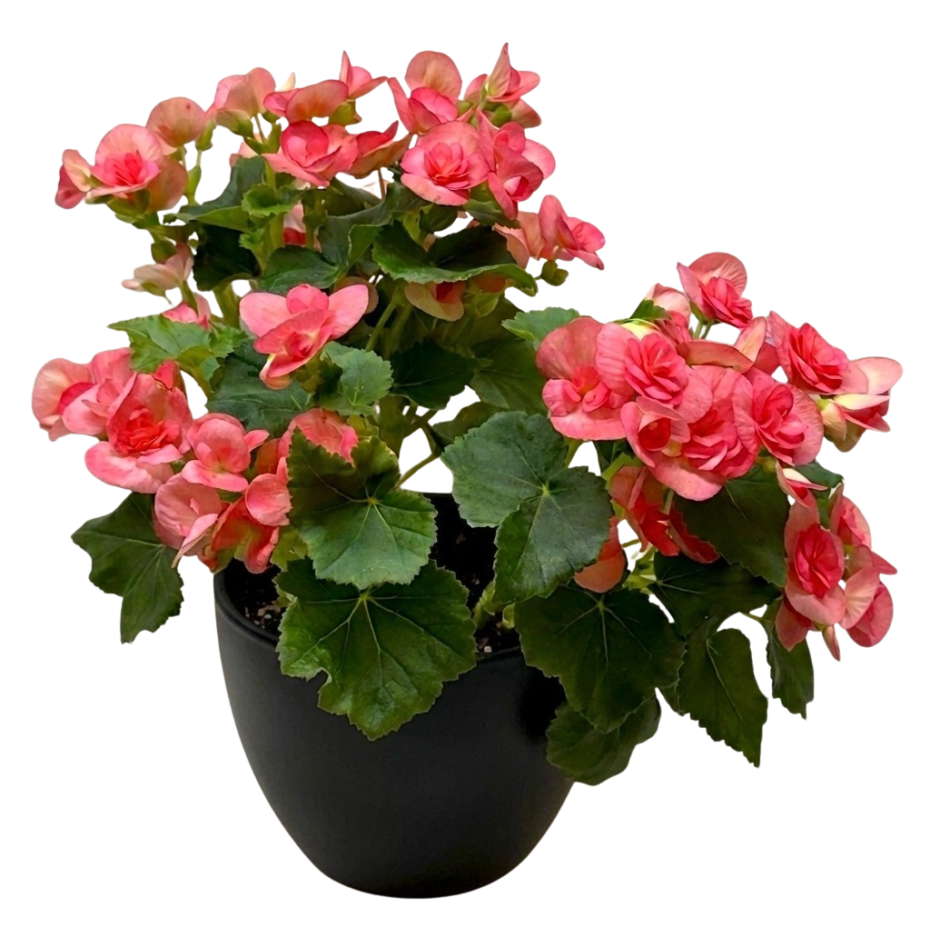 Begonia Reiger