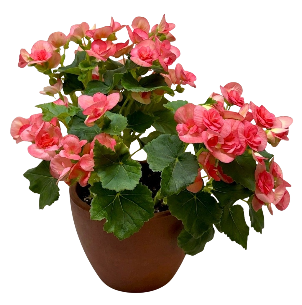 Begonia Reiger