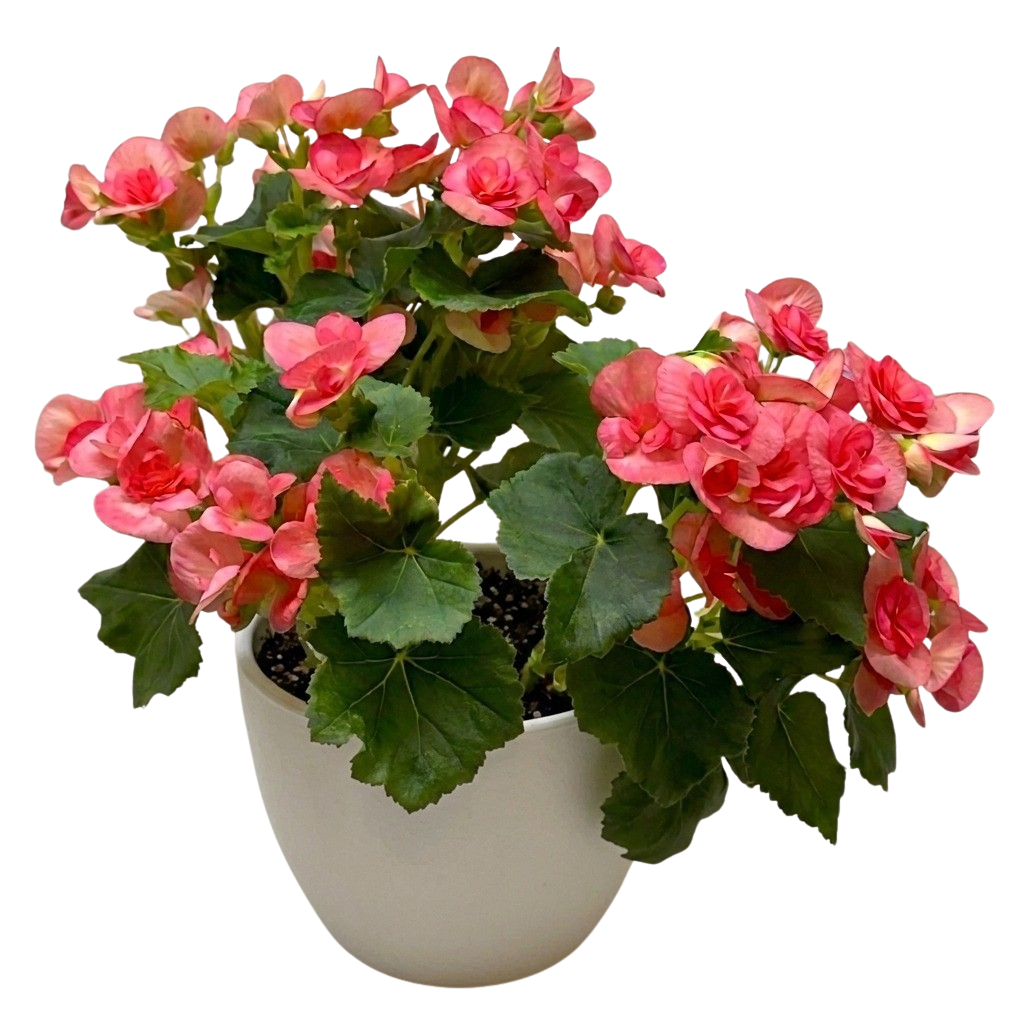 Begonia Reiger