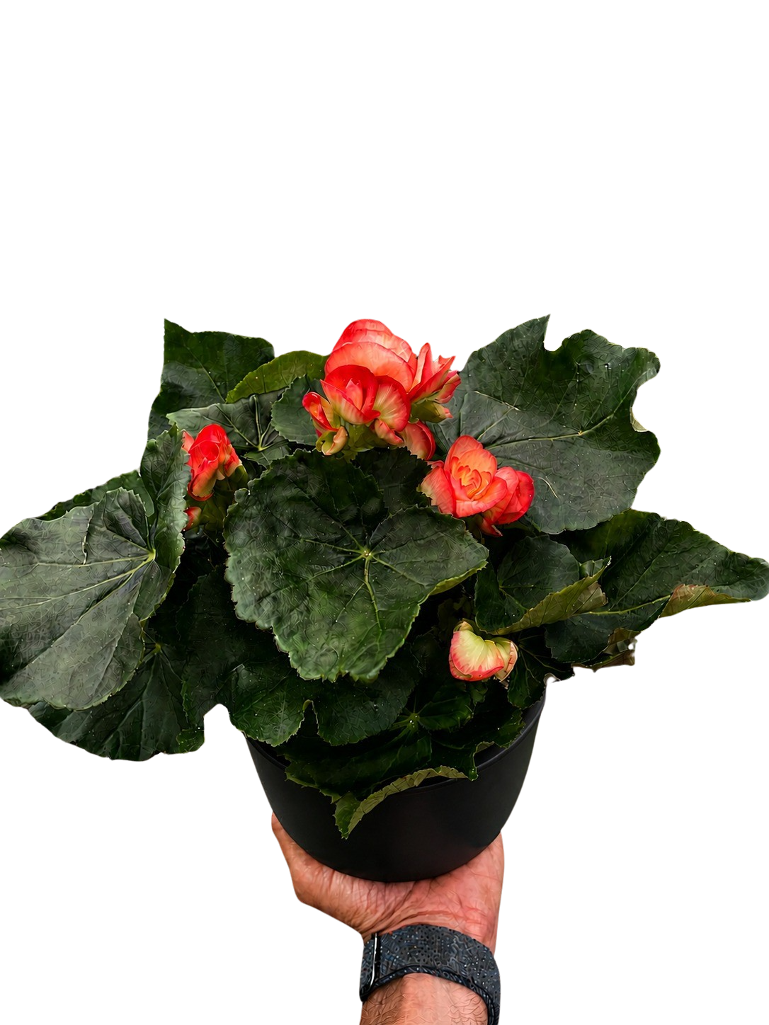 Begonia Reiger