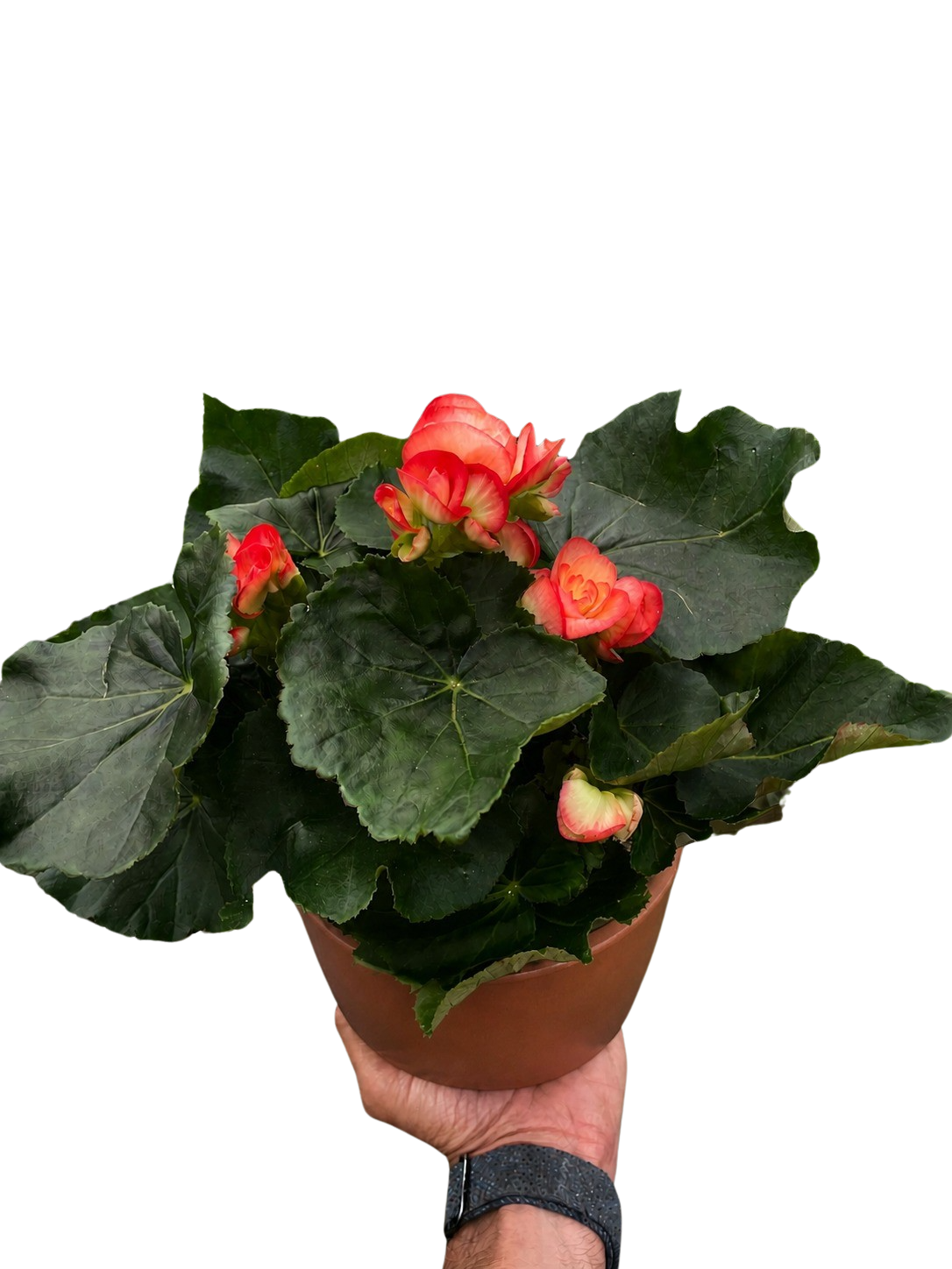Begonia Reiger