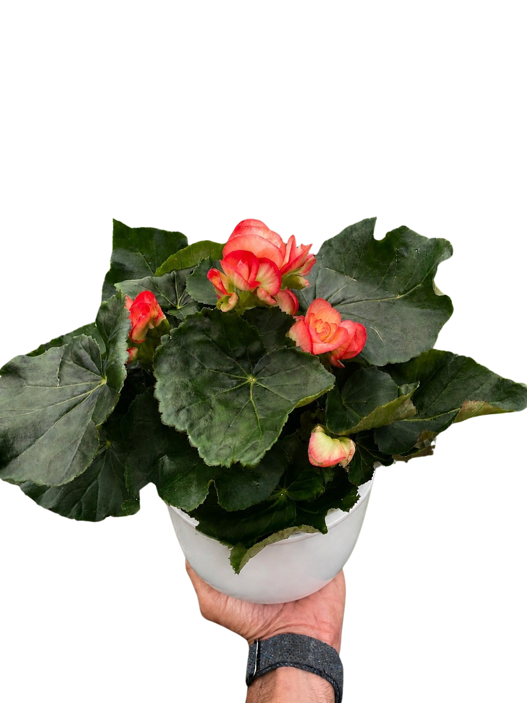 Begonia Reiger