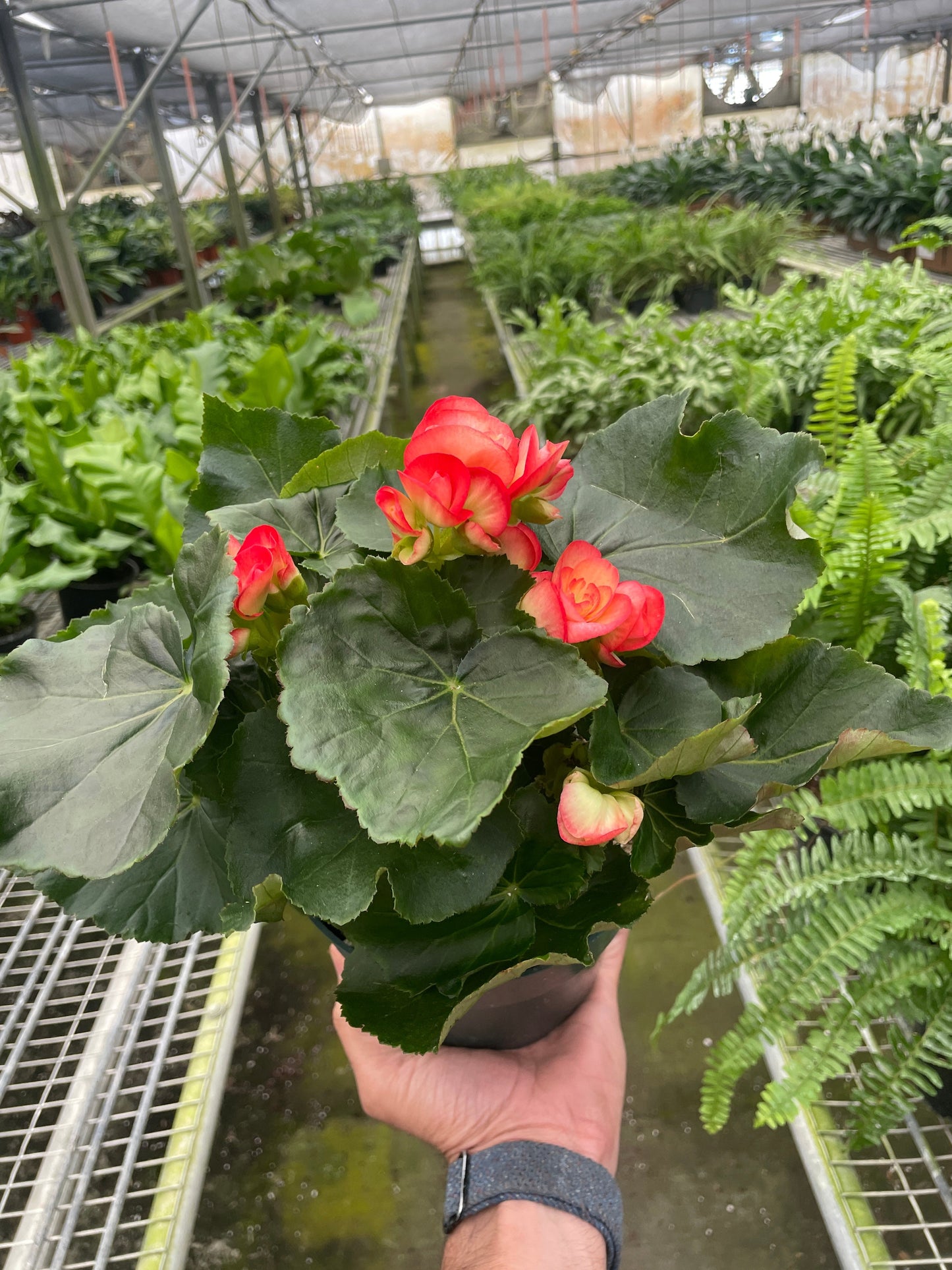 Begonia Reiger
