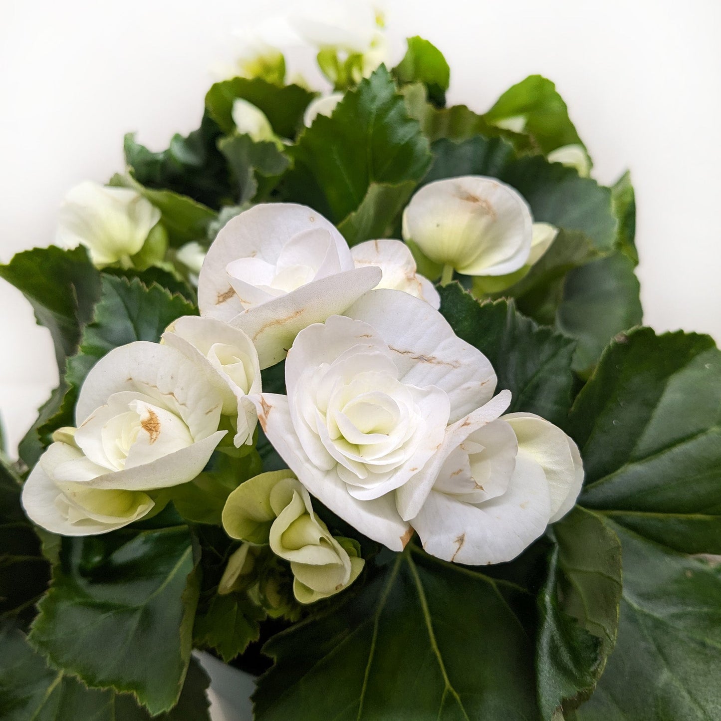 Begonia Reiger