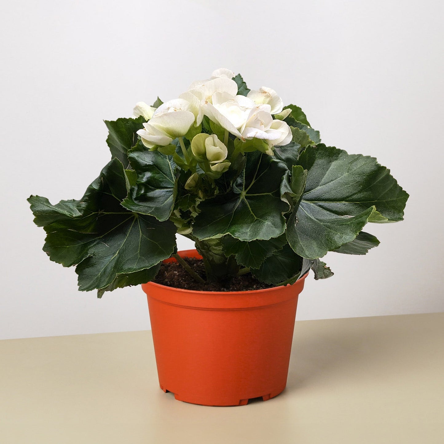 Begonia Reiger
