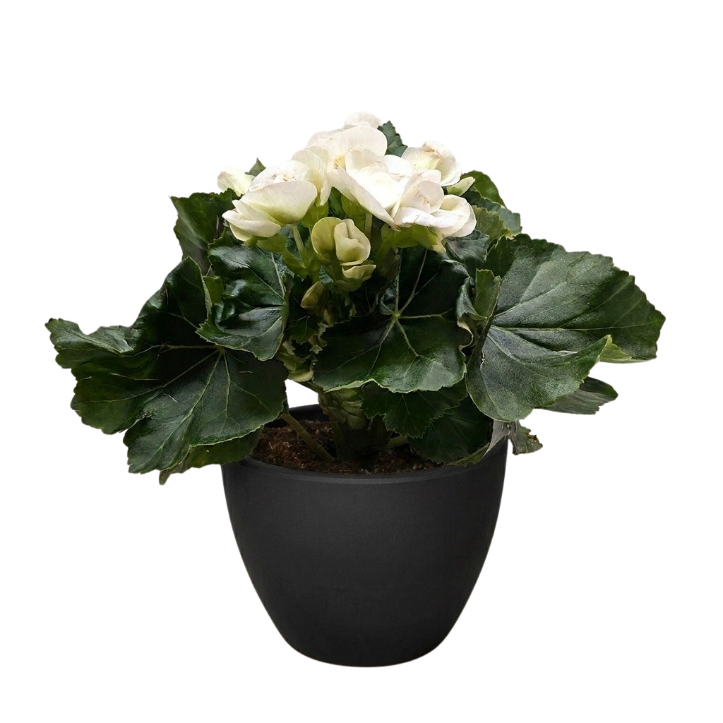Begonia Reiger