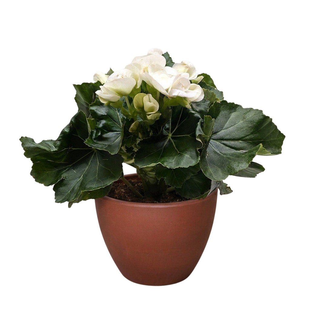 Begonia Reiger