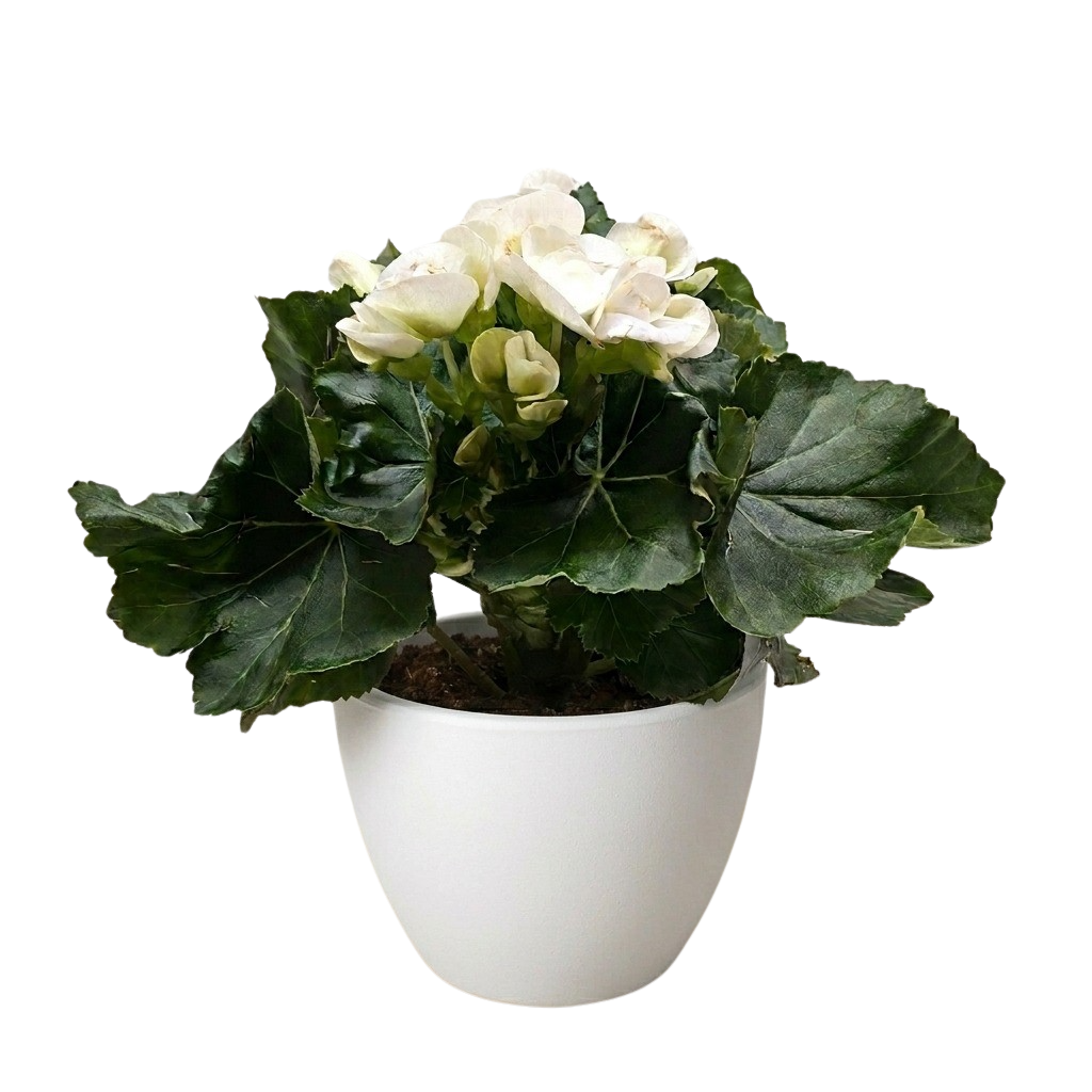 Begonia Reiger