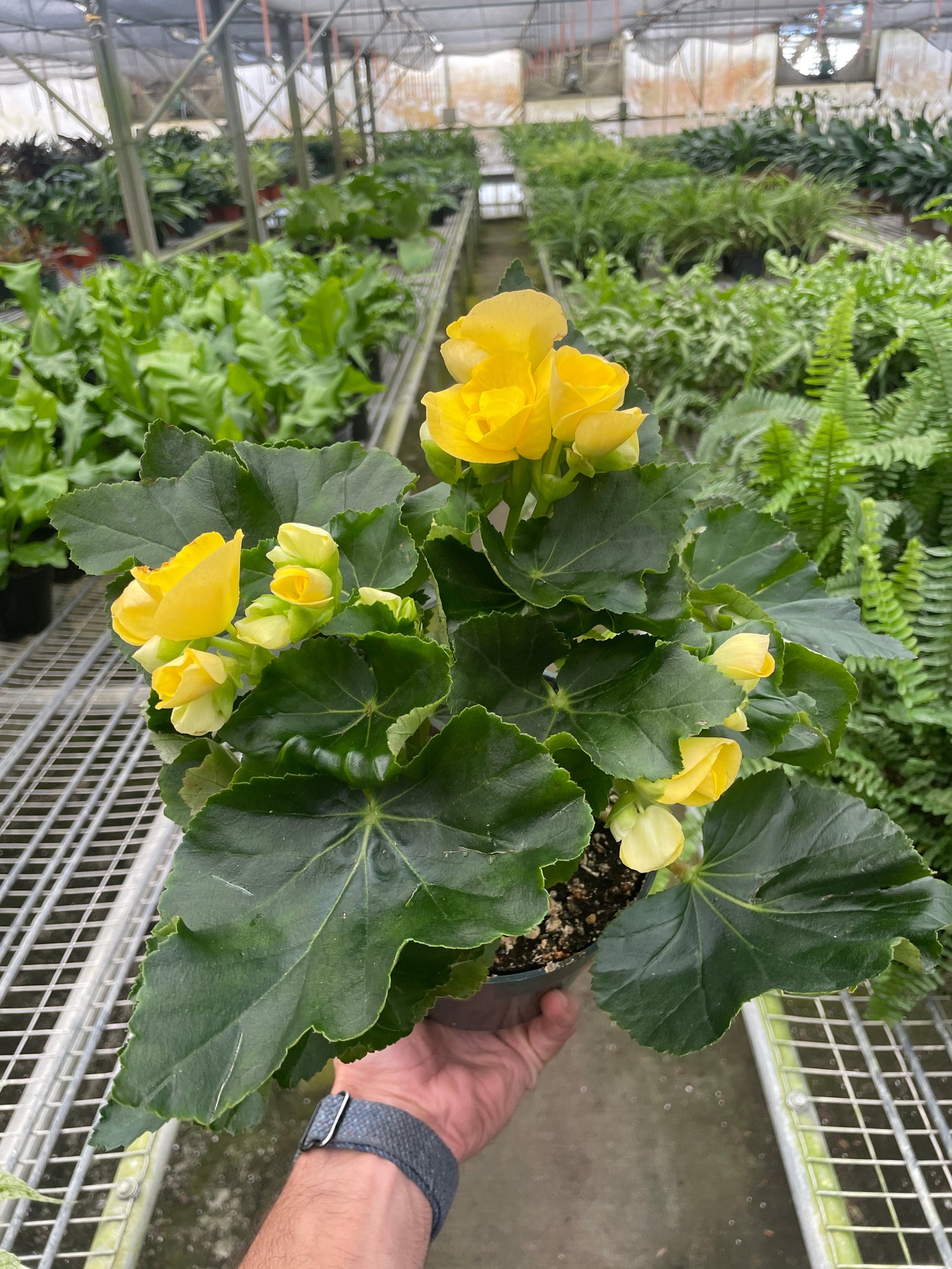 Begonia Reiger