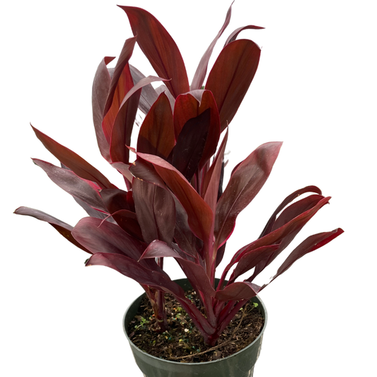 Cordyline Calypso Queen