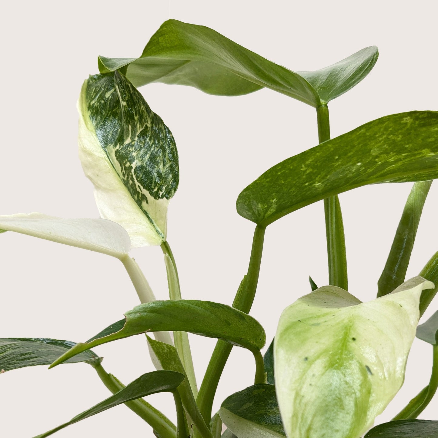 Philodendron Jose Buono