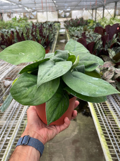 Pothos ‘Jade Satin’
