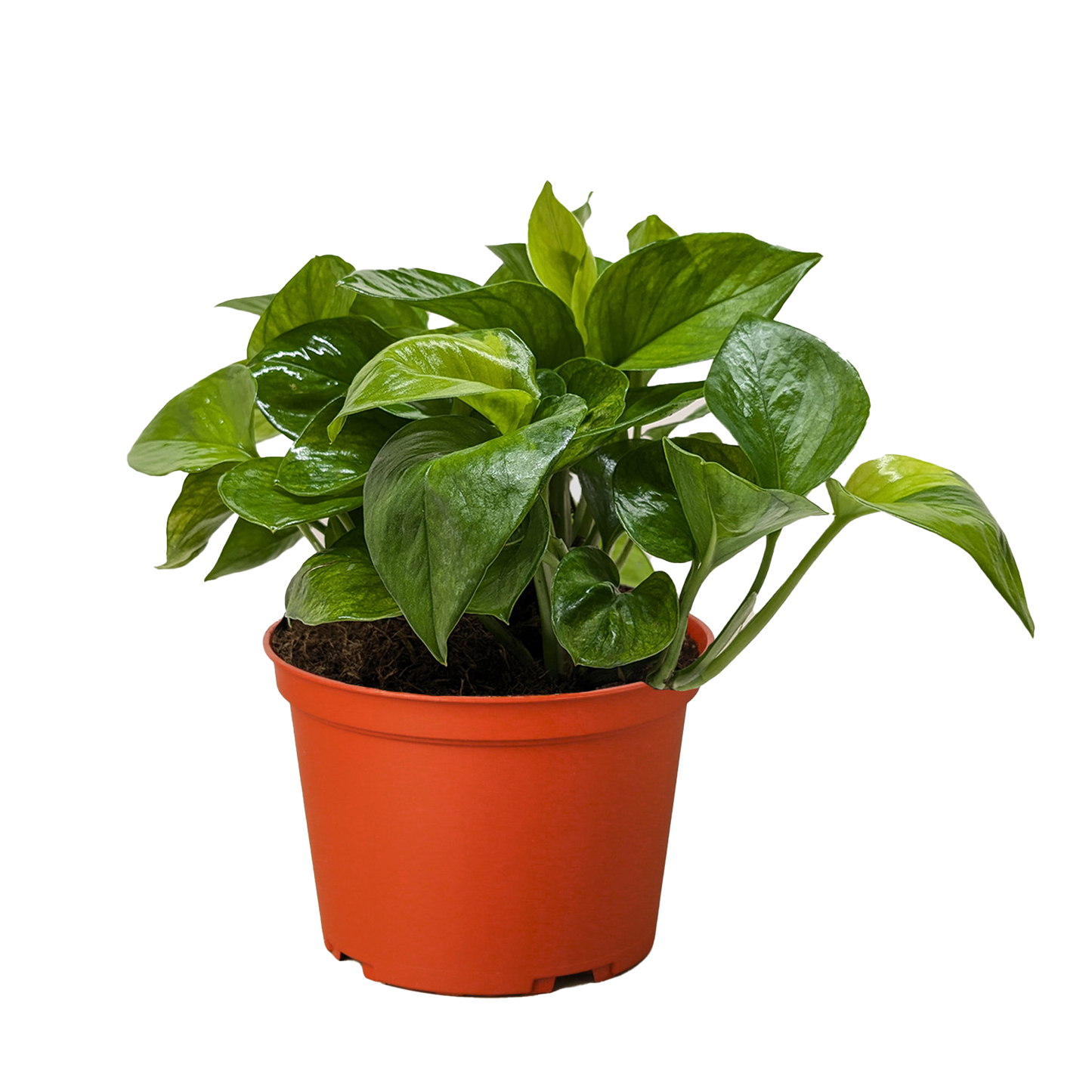Pothos Lemon Top
