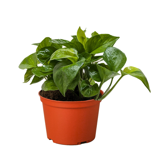 Pothos Lemon Top