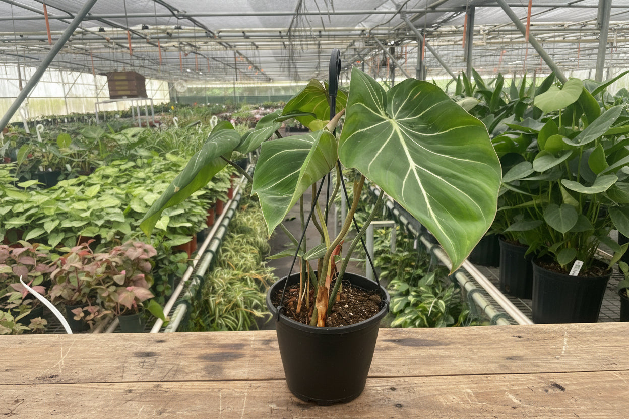 Philodendron Gloriosum
