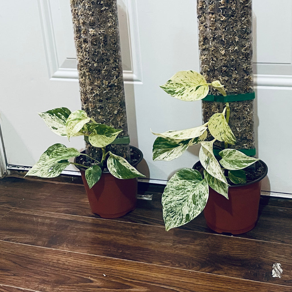 Snow Queen Pothos on Moss Pole – 6” Variegated Indoor Plant