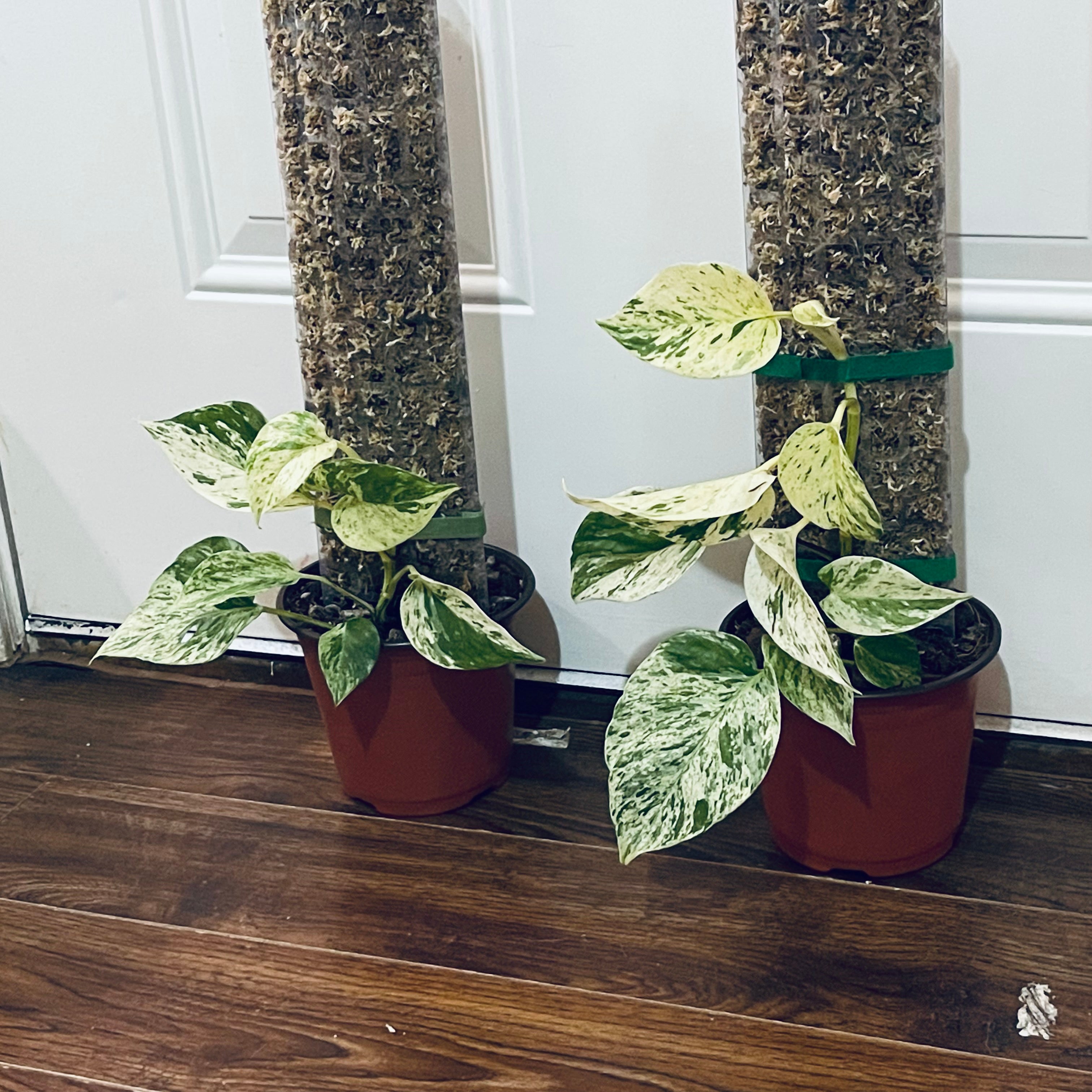 Snow Queen Pothos on Moss Pole – 6” Variegated Indoor Plant