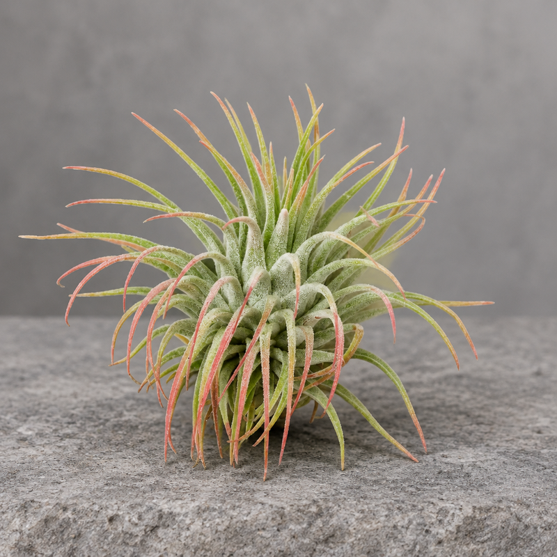 A single air plant, also known as an Tillandsia, with spiky green and pale pinkish-brown leaves, isolated on a solid grey background.