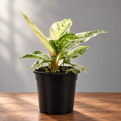 A variegated Anthurium 'Variegated Hookeri' houseplant with green and cream leaves in a black plastic nursery pot, photographed against a plain light gray studio background.