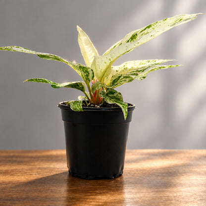 A variegated Anthurium 'Variegated Hookeri' houseplant with white and green leaves, potted in a black plastic nursery pot, photographed against a plain light gray studio background.