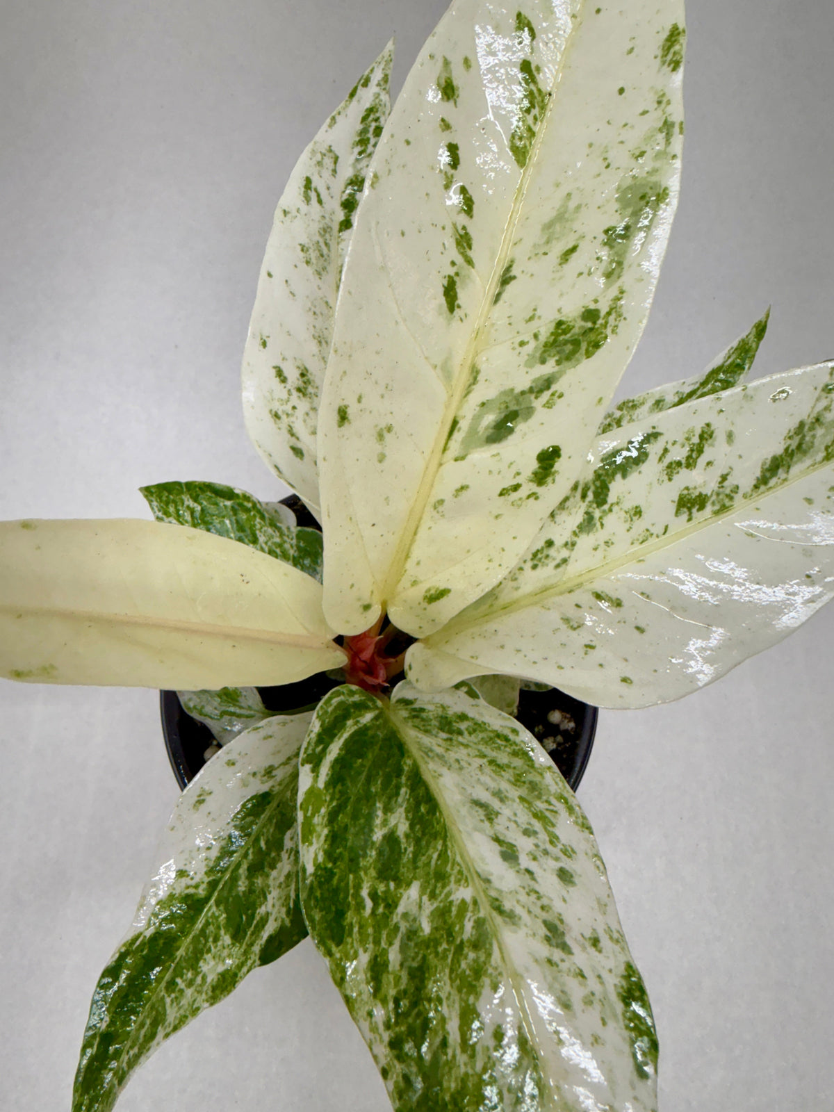 A variegated Anthurium 'Variegated Hookeri' houseplant with glossy white and green mottled leaves, shown from above in a small dark pot against a light gray background.