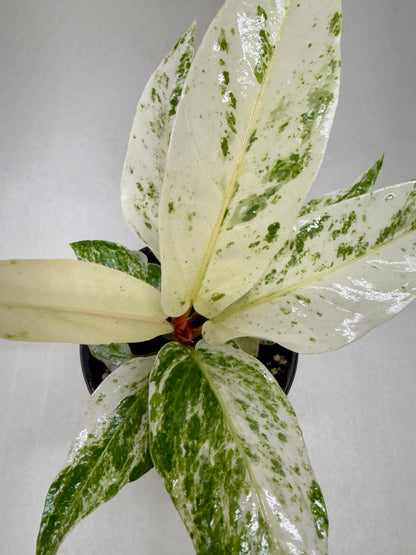 A variegated Anthurium 'Variegated Hookeri' houseplant with glossy white and green mottled leaves, shown from above in a small dark pot against a light gray background.