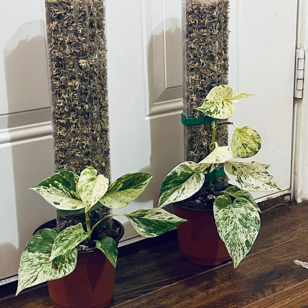 Snow Queen Pothos on Moss Pole – 6” Variegated Indoor Plant