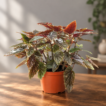 Begonia ‘Corallina’ plant with dark glossy leaves in a brown pot sitting in a brown surface with grey background and light shinning through. 