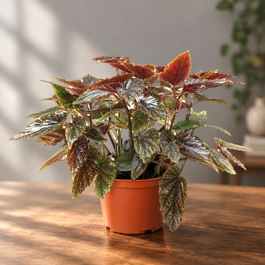 Begonia ‘Corallina’ plant with dark glossy leaves in a brown pot sitting in a brown surface with grey background and light shinning through. 