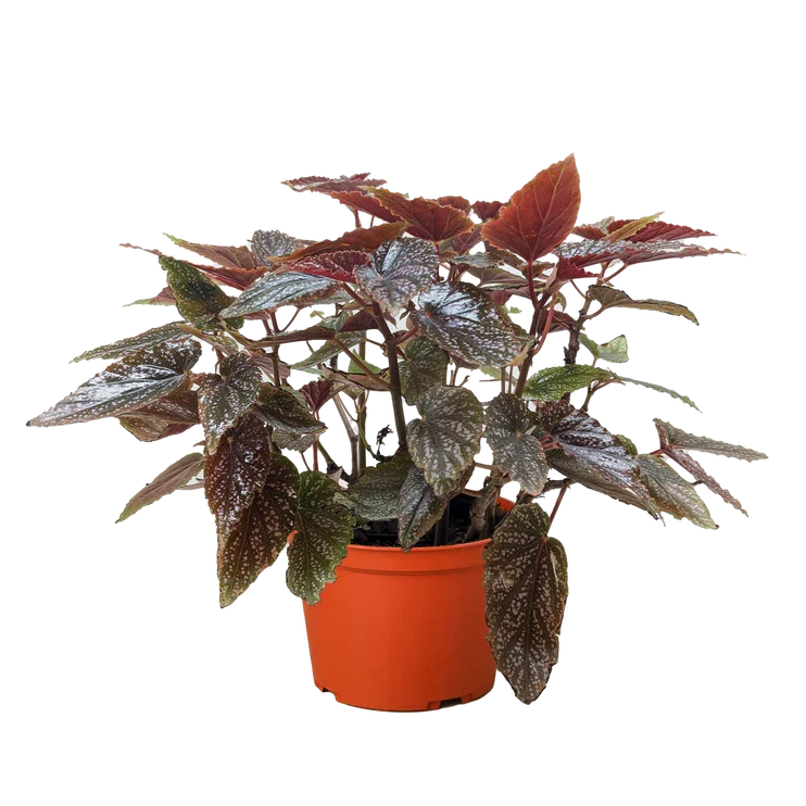 Begonia corallina low light houseplant with dark green leaves on a brown pot with a white background.