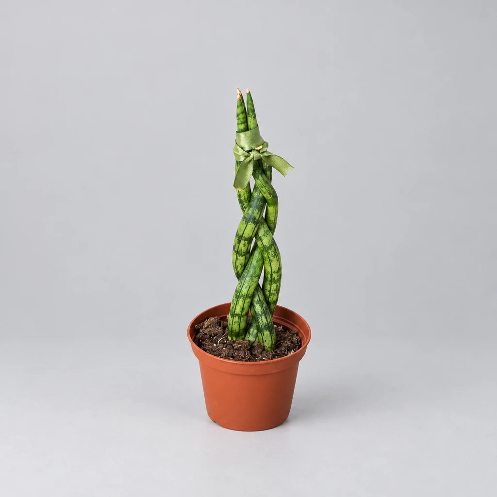 Potted braided snake plant with twisted green stems in a brown pot on a grey background