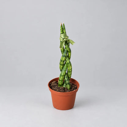 Potted braided snake plant with twisted green stems in a brown pot on a grey background