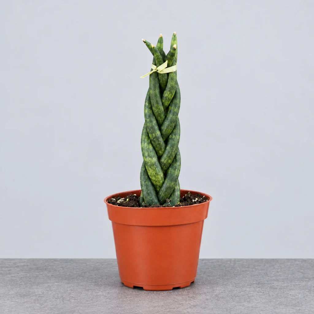 Braided snake plant in a brown pot with green stems on a grey solid background.