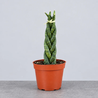 Braided snake plant in a brown pot with green stems on a grey solid background.