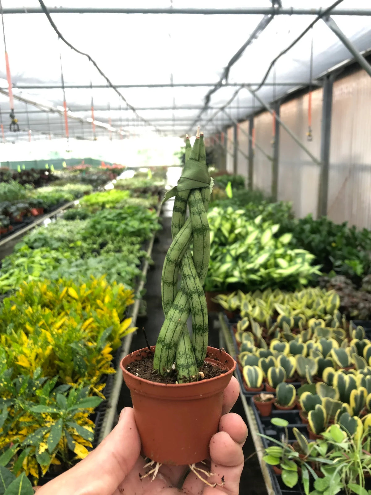 Person holding a potted braided snake plant in a greenhouse setting