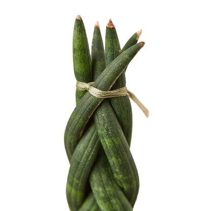Braided snake plant with green stems with twine on a white background.