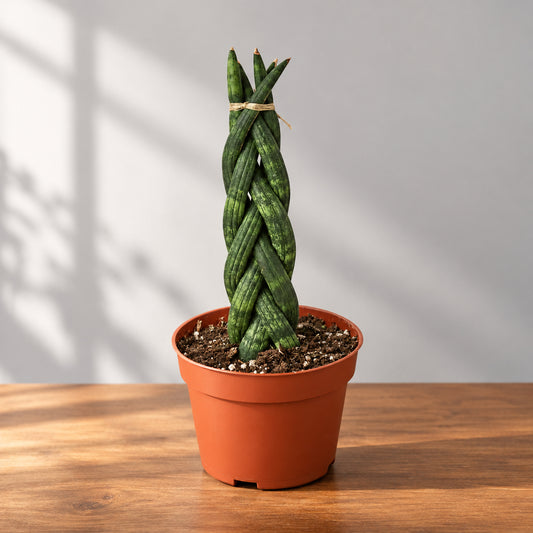 A potted braided snake plant with a twisted, braided stem, growing in a terracotta-colored plastic pot filled with soil, on brown surface with a grey background.