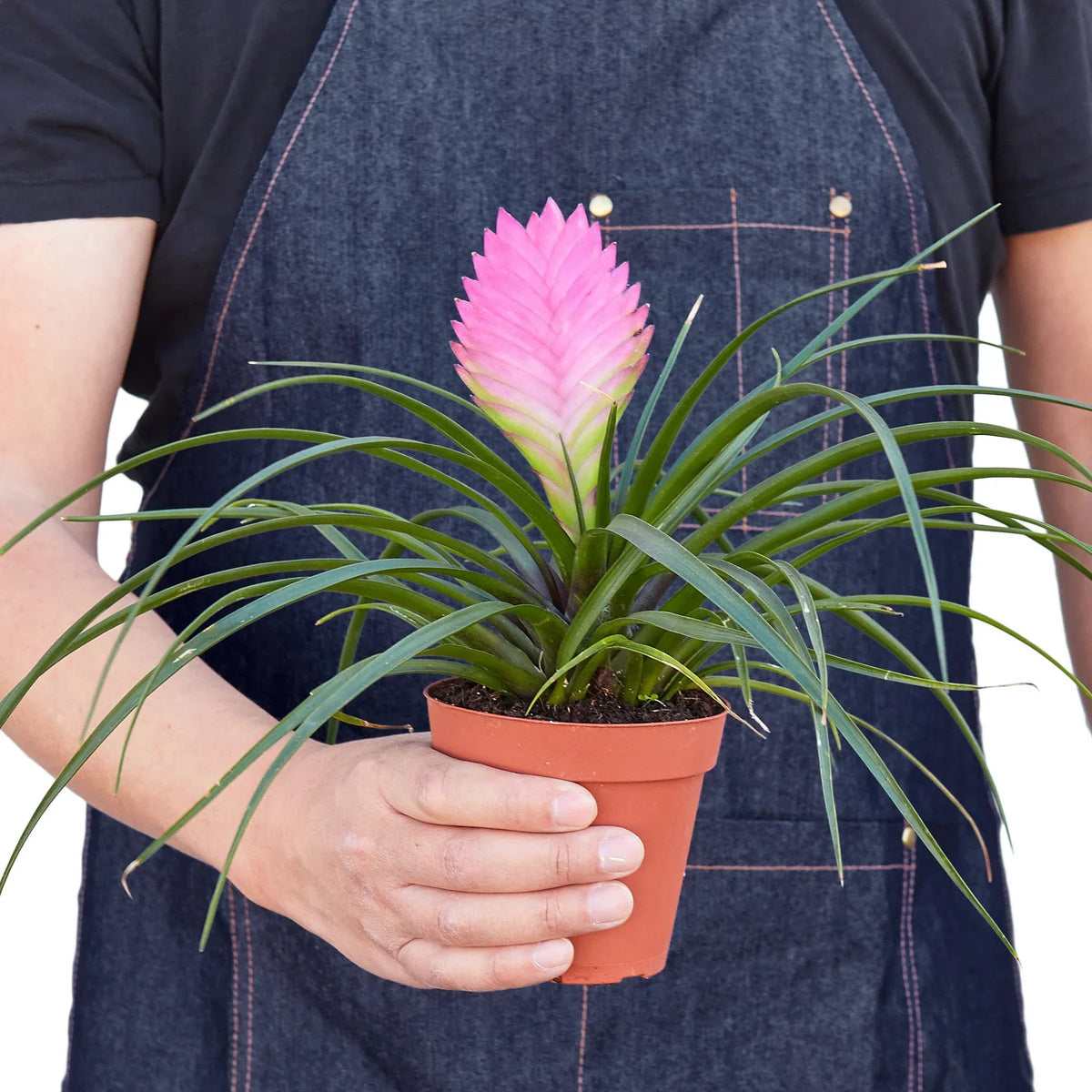 Person holding a potted Bromeliad Cyanea 'Pink Quill' plant with a pink flower, wearing a dark apron.