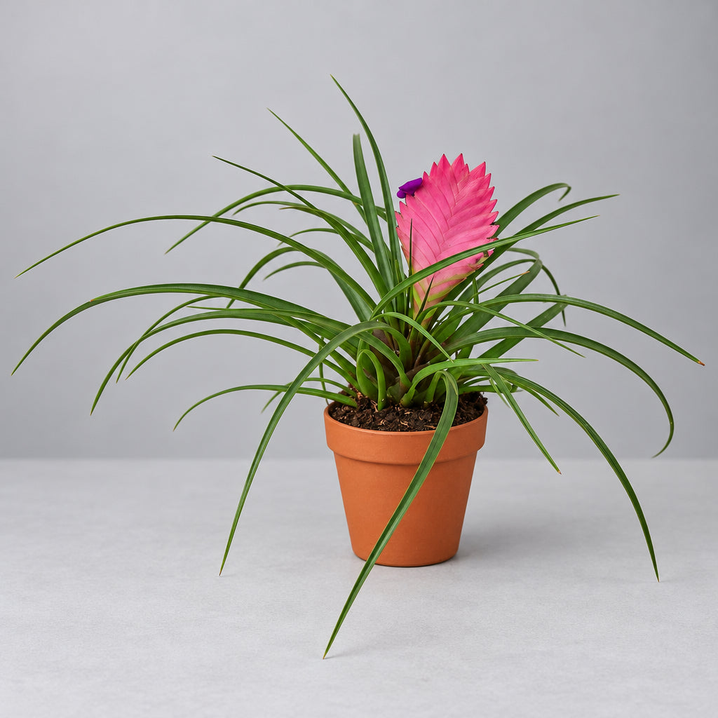 A potted Bromeliad Cyanea 'Pink Quill' plant with long green leaves and a bright pink central flower, shown in a small terracotta-colored plastic pot against a plain grey background.