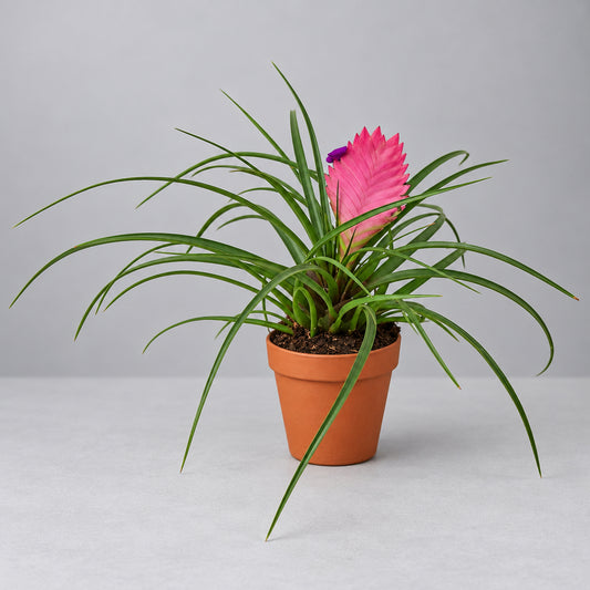 A potted Bromeliad Cyanea 'Pink Quill' plant with long green leaves and a bright pink central flower, shown in a small terracotta-colored plastic pot against a plain grey background.