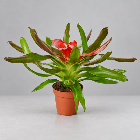 A potted bromeliad ‘Medusa’  plant with green and reddish leaves in a terracotta-colored plastic pot, isolated on a grey background.