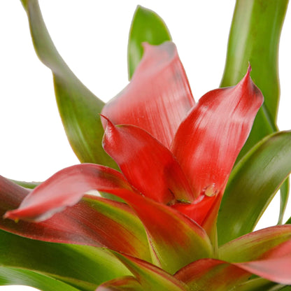 Close-up of a red bromeliad ‘medusa’ plant with green leaves on a white background