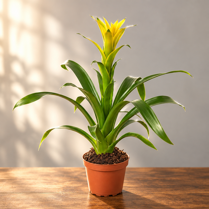 A Bromeliad 'Yellow' with green leaves and a yellow flower in a brown pot sitting in a brown surface with grey background.