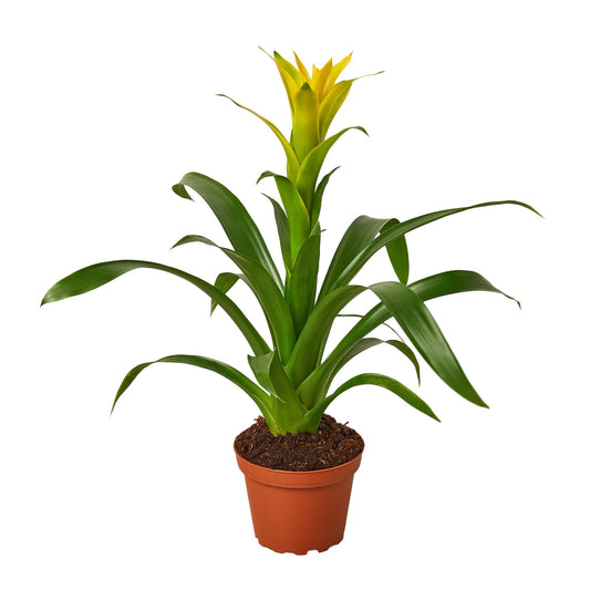 A Bromeliad 'Yellow' with green leaves and a yellow flower in a brown pot on white background.