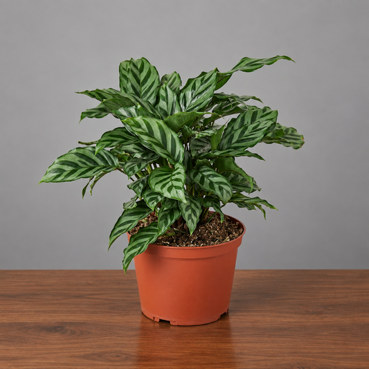 Calathea Concinna Freddie with green stripped leaves in a brown pot sitting on a brown table with greet background 