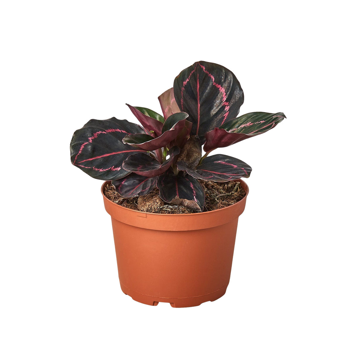 Calathea “Dottie” pet-friendly indoor plant in a brown pot. 