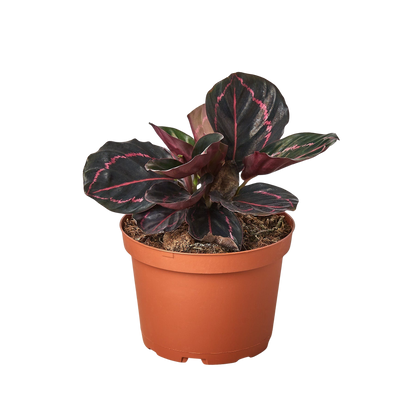 Calathea “Dottie” pet-friendly indoor plant in a brown pot. 