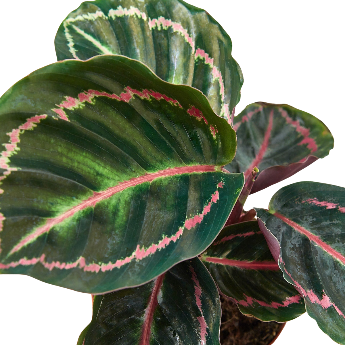 Close-up of a Calathea Dottie plant with green leaves and pink strips 