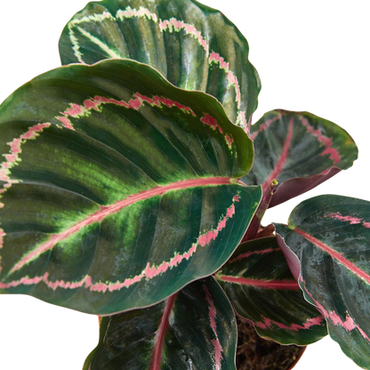 Close-up of a Calathea Dottie plant with green leaves and pink strips 
