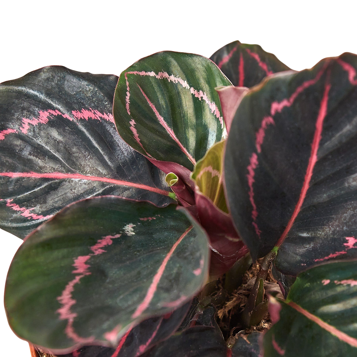 Close-up of a Calathea Dottie plant with dark green leaves and pink veins on a white background